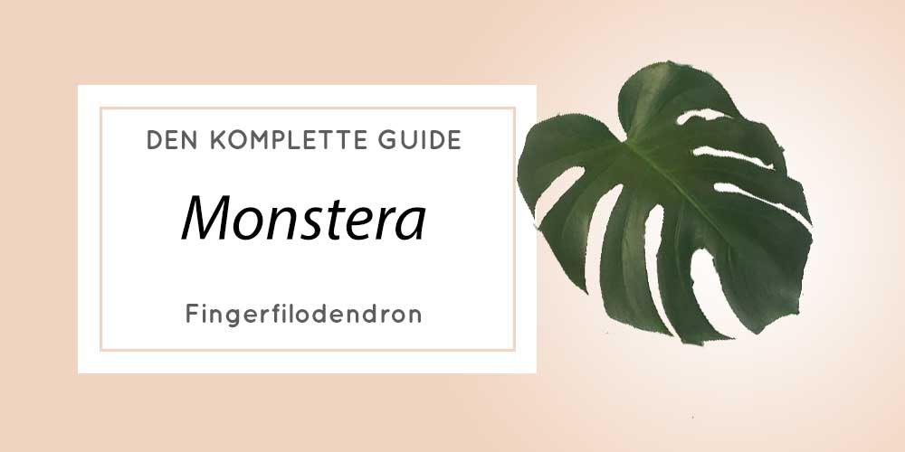 Fingerfilodendron Monstera Deliciosa